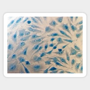 HeLa cells, light micrograph (C029/1404) Sticker